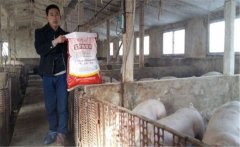 提高猪饲料利用率的策略与选择配合饲料