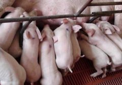 母猪化胎的原因及预防措施详解