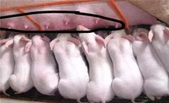 母猪产仔多乳头少解决方法，合理分群轮