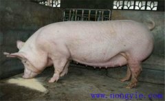 如何调整饲养管理策略催情空怀母猪