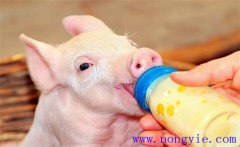 仔猪哺育要点详解：初乳喂养、乳头固定