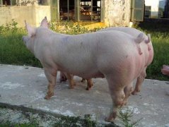 后备母猪配种技巧：膘情控制、发情诱导