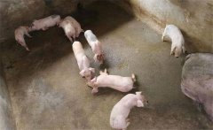 猪仔早期断奶腹泻原因与防治要点详解
