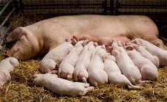 哺乳仔猪特点及防寒防压防病措施，减少死亡率