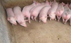 仔猪断奶前补料诱食技巧 仔猪早期补饲诱