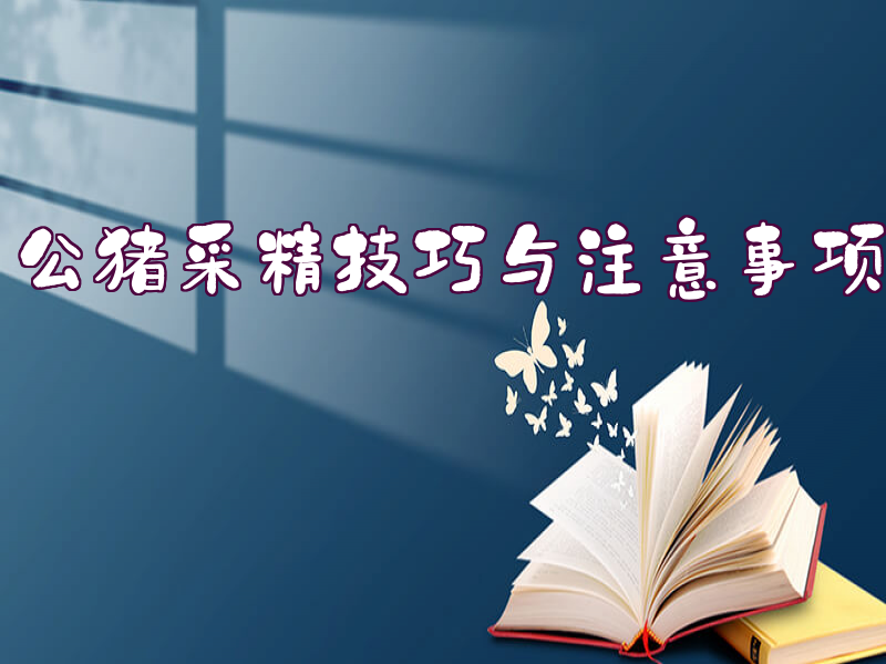 公猪采精技巧与注意事项