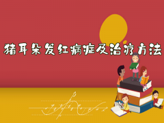 猪耳朵发红的原因与综合防治措施详解