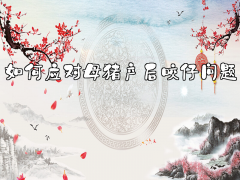 母猪产后咬仔问题解决方案 有效管理母猪咬仔现象